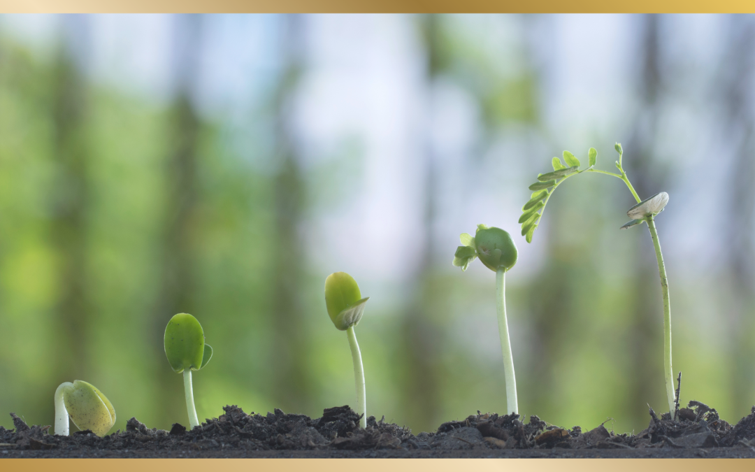 Zaadjes planten om met de stroom mee te zwemmen